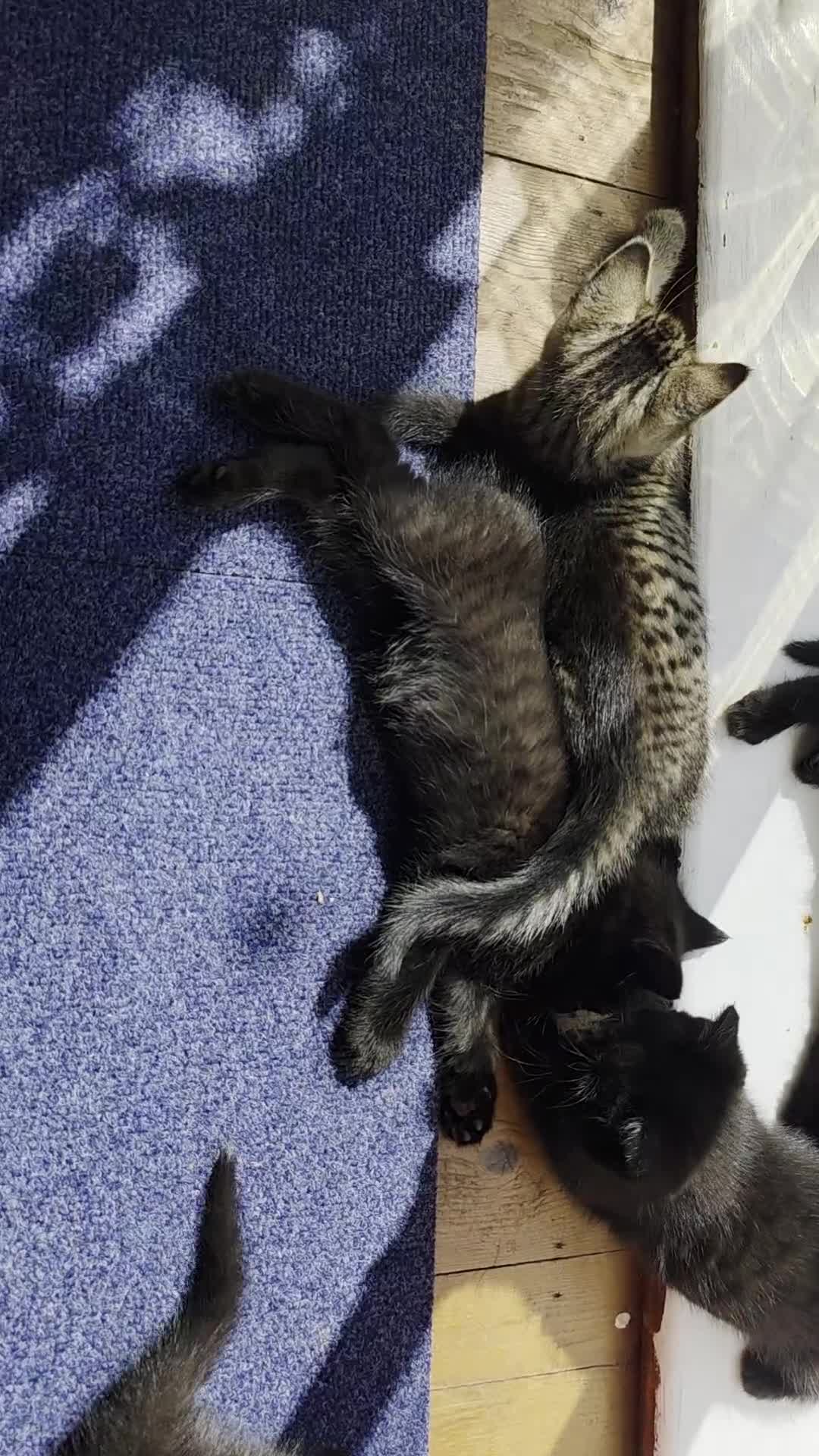 Mixed Breed cats for sale: Bengal cross. And ghost blacks - Video 1