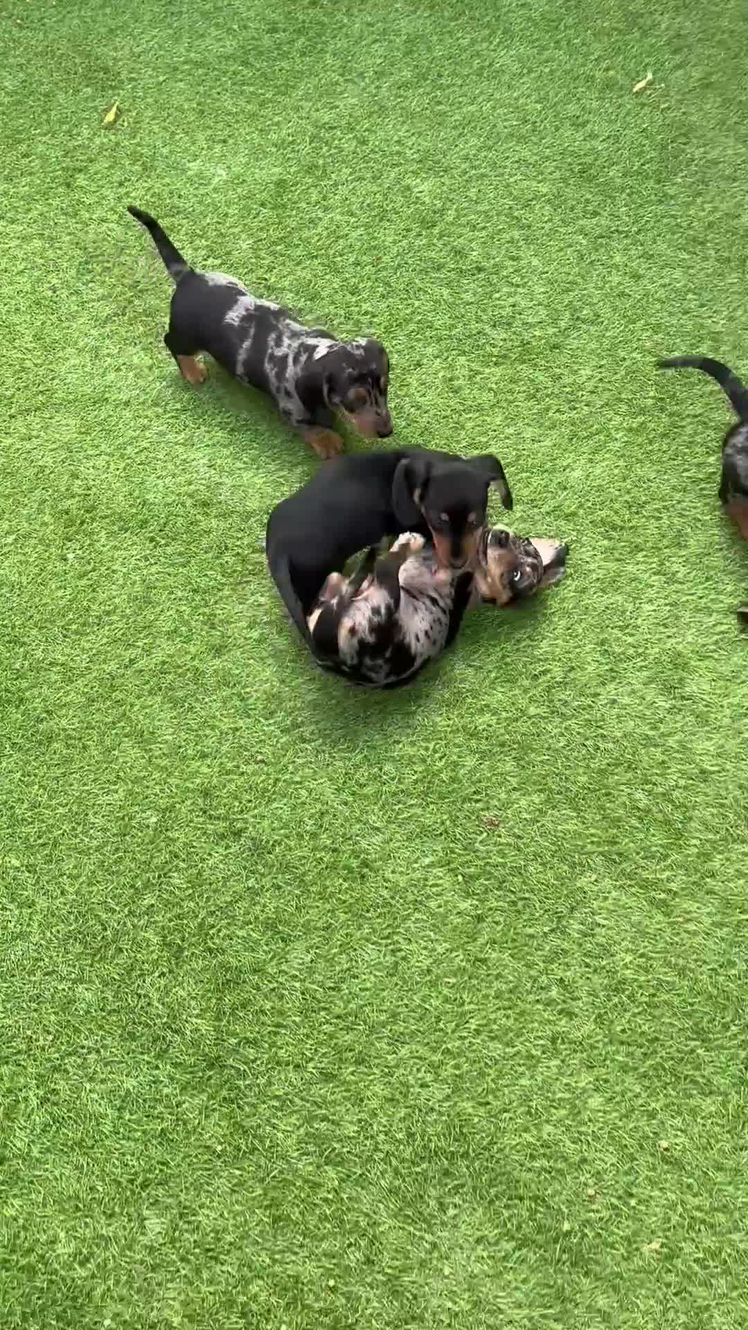 Miniature Dachshund dogs for sale: Miniature dachshund  - Video 1