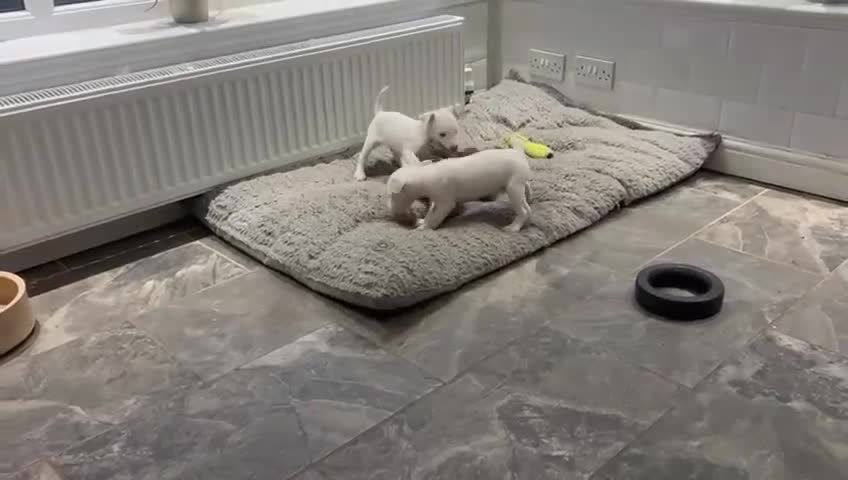 Jack Russell dogs for sale: Jack Russell Parson Type Dig Puppies for Sale - Video 2