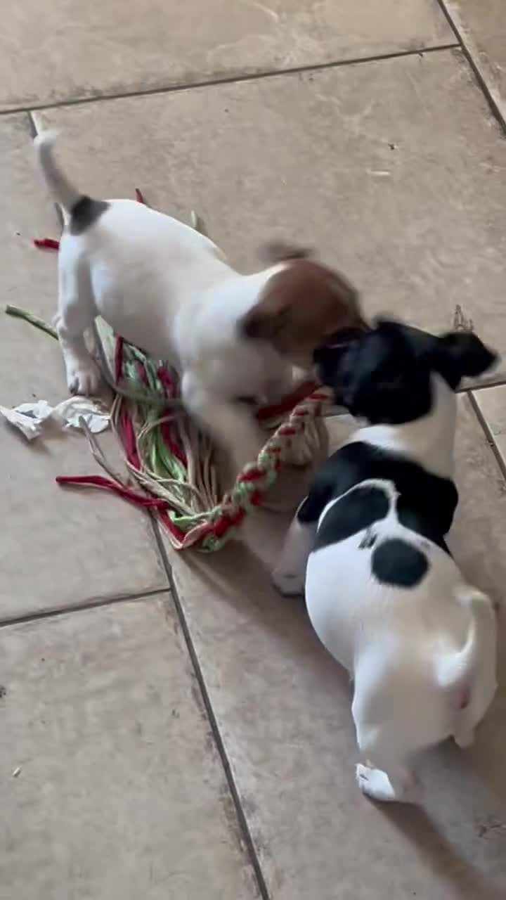 Jack Russell dogs for sale: Top Quality Jack Russell Puppies  - Video 1