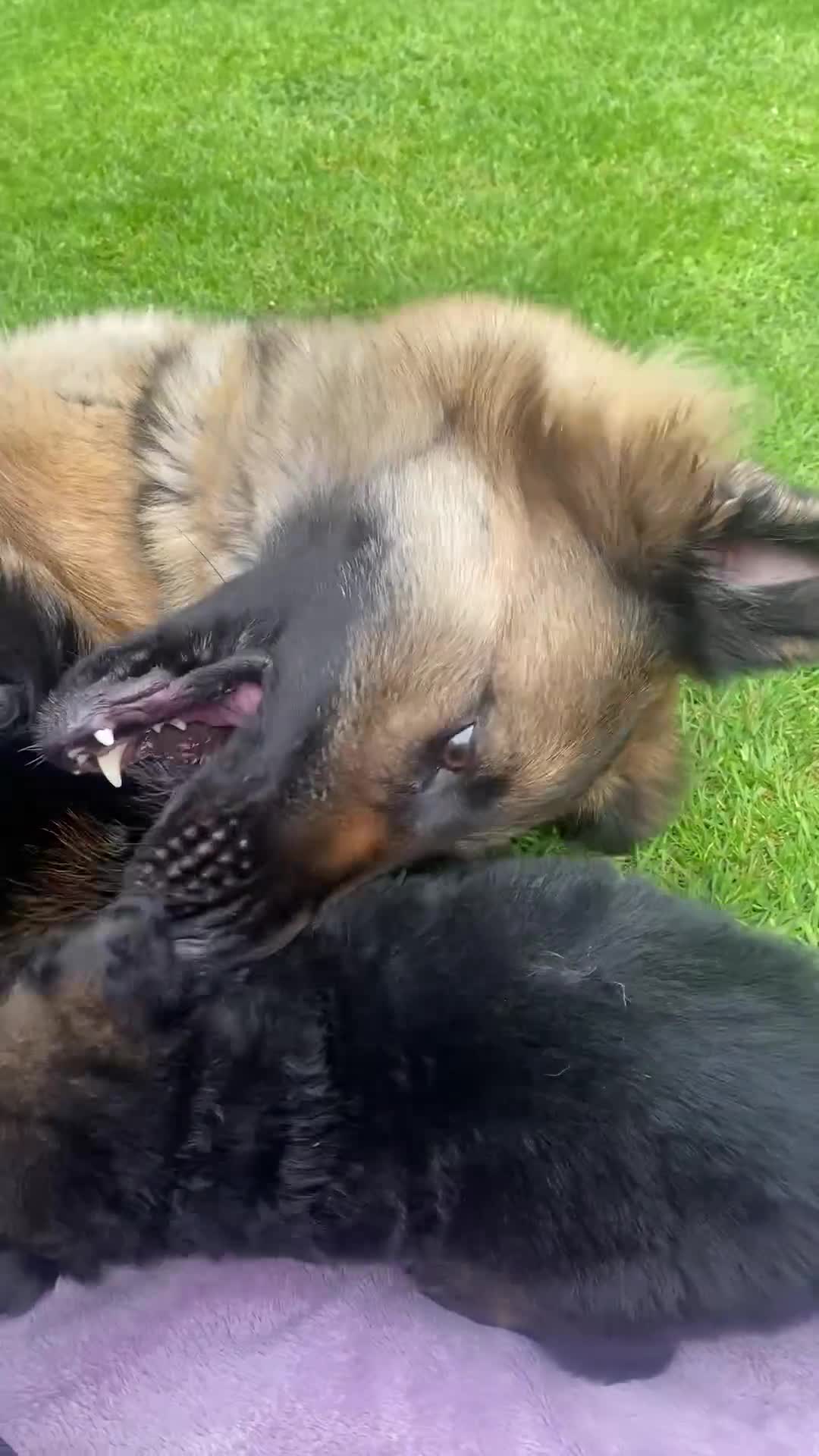 German Shepherd dogs for sale: Long haired German shepherd puppies  in Stoke-on-Trent - Video 1