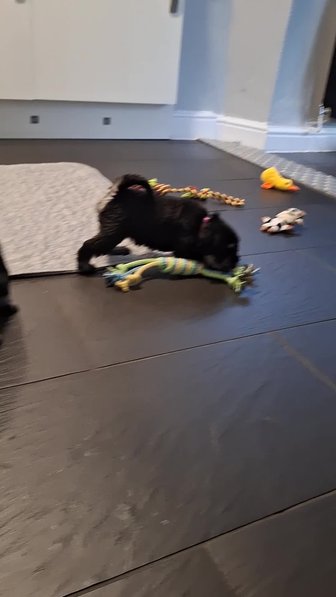Miniature Schnauzer dogs for sale: 3 adorable miniature schnauzer puppies  - Video 2
