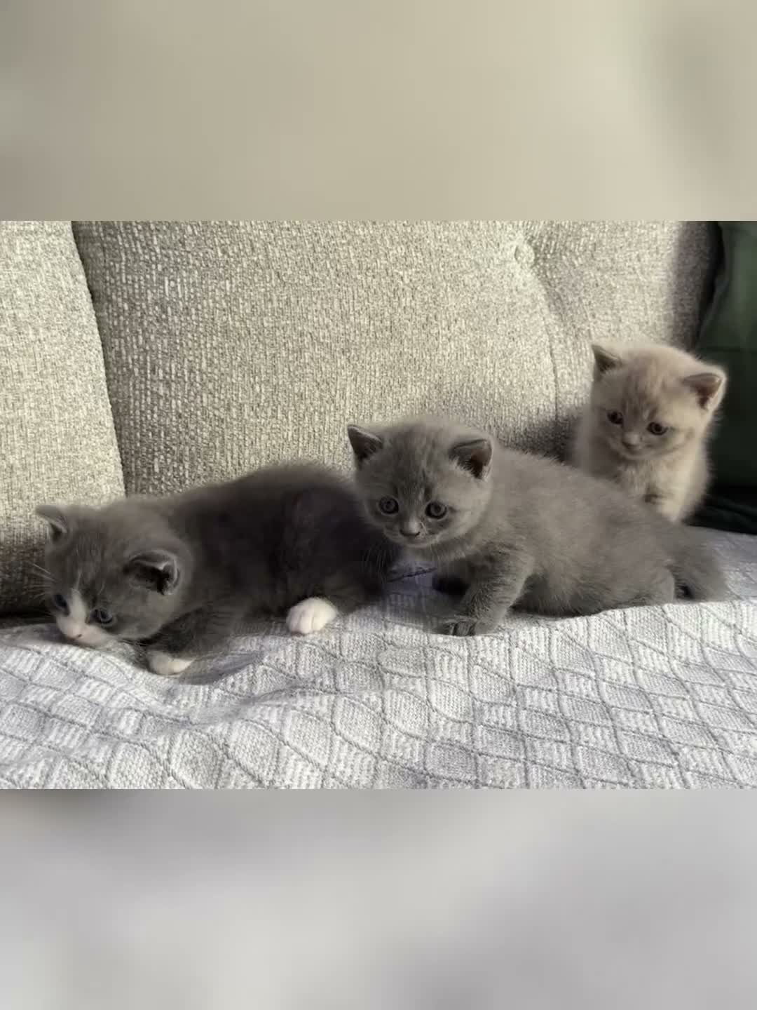 British Shorthair cats for sale: Adorable British Shorthair Kittens–2 Boys &2 Girls - Video 1