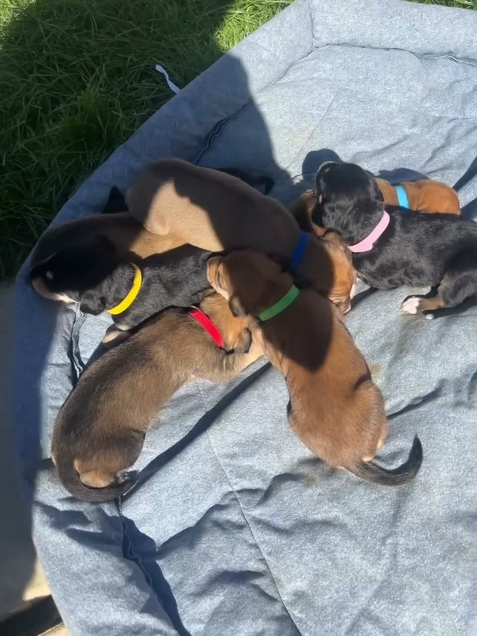 Lurcher dogs for sale: Beautiful lurcher puppies  in Ashford - Video 2