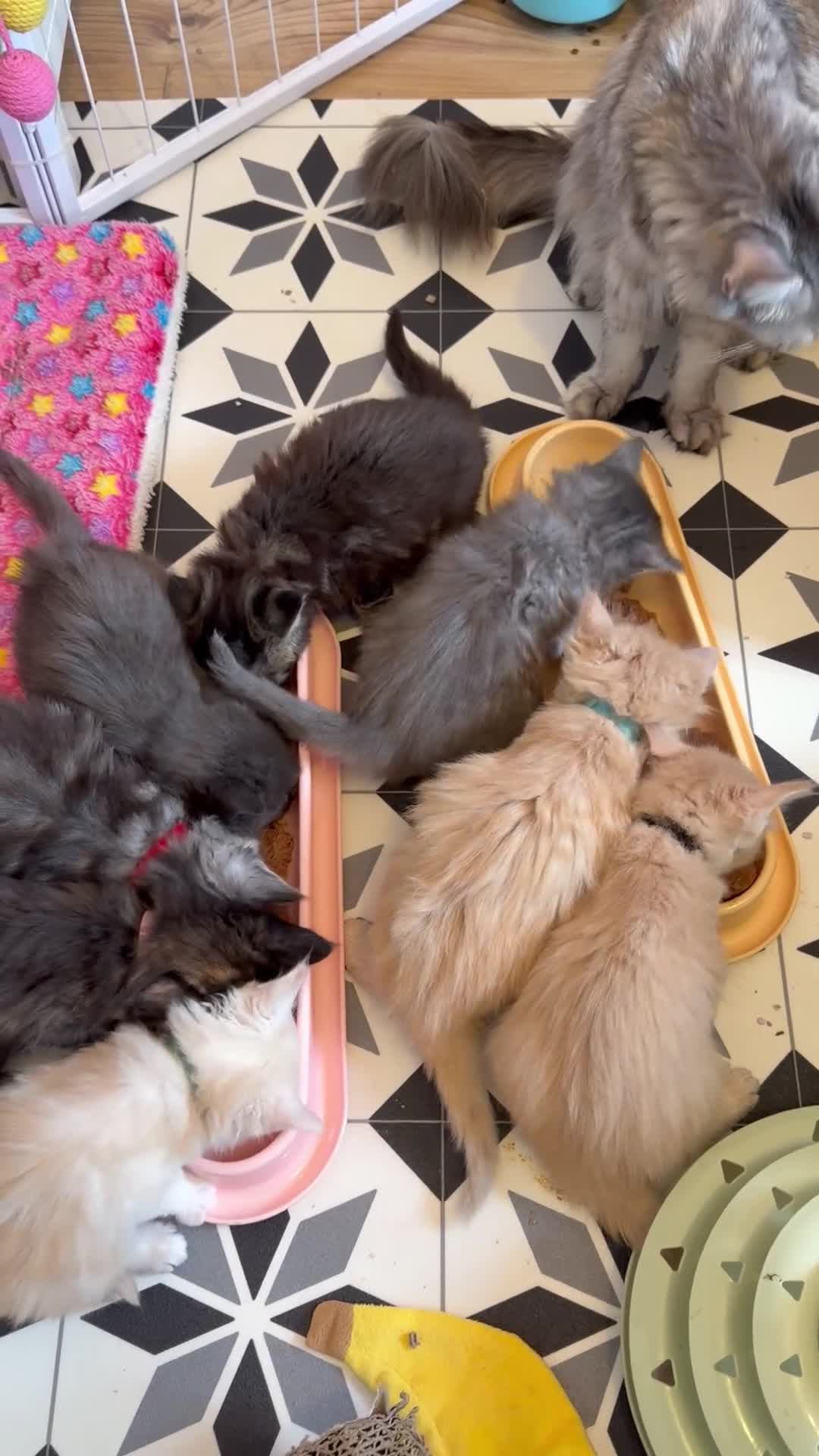 Maine Coon cats for sale: TICA REGISTERED MAINE COON KITTENS - Video 2