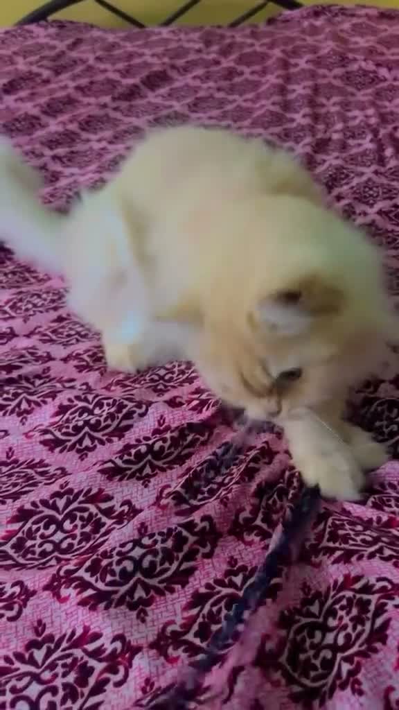 Mixed Breed cats for sale: Brownie in Norwich - Video 1