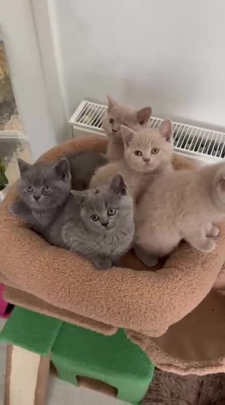 British Shorthair cats for sale: 🐈Beautiful GCCF Registered 🐈 British Shorthair in Warminster - Video 2
