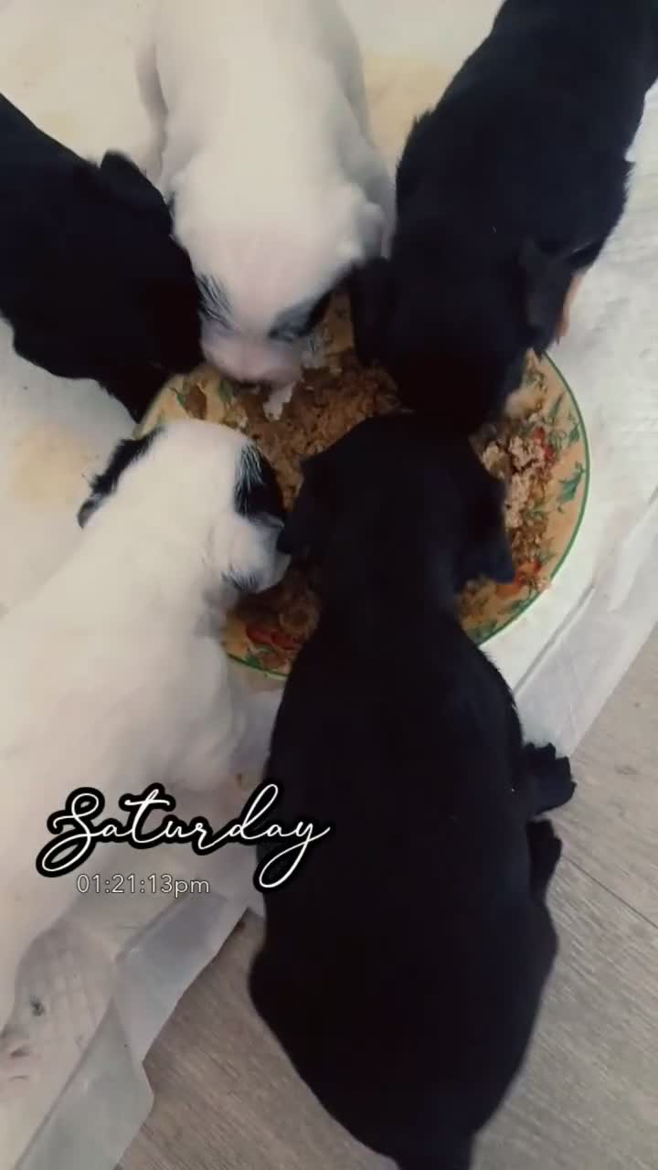 Jackapoo dogs for sale: Jackapoos - Video 2