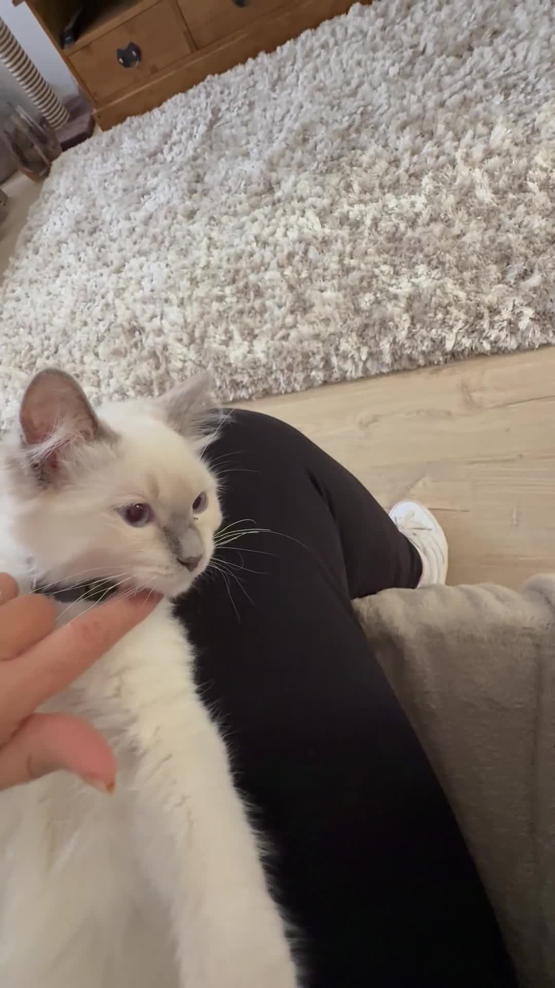 Ragdoll cats for sale: Stunning Lilac Mitted Ragdoll.  Affectionate ❤️ - Video 1