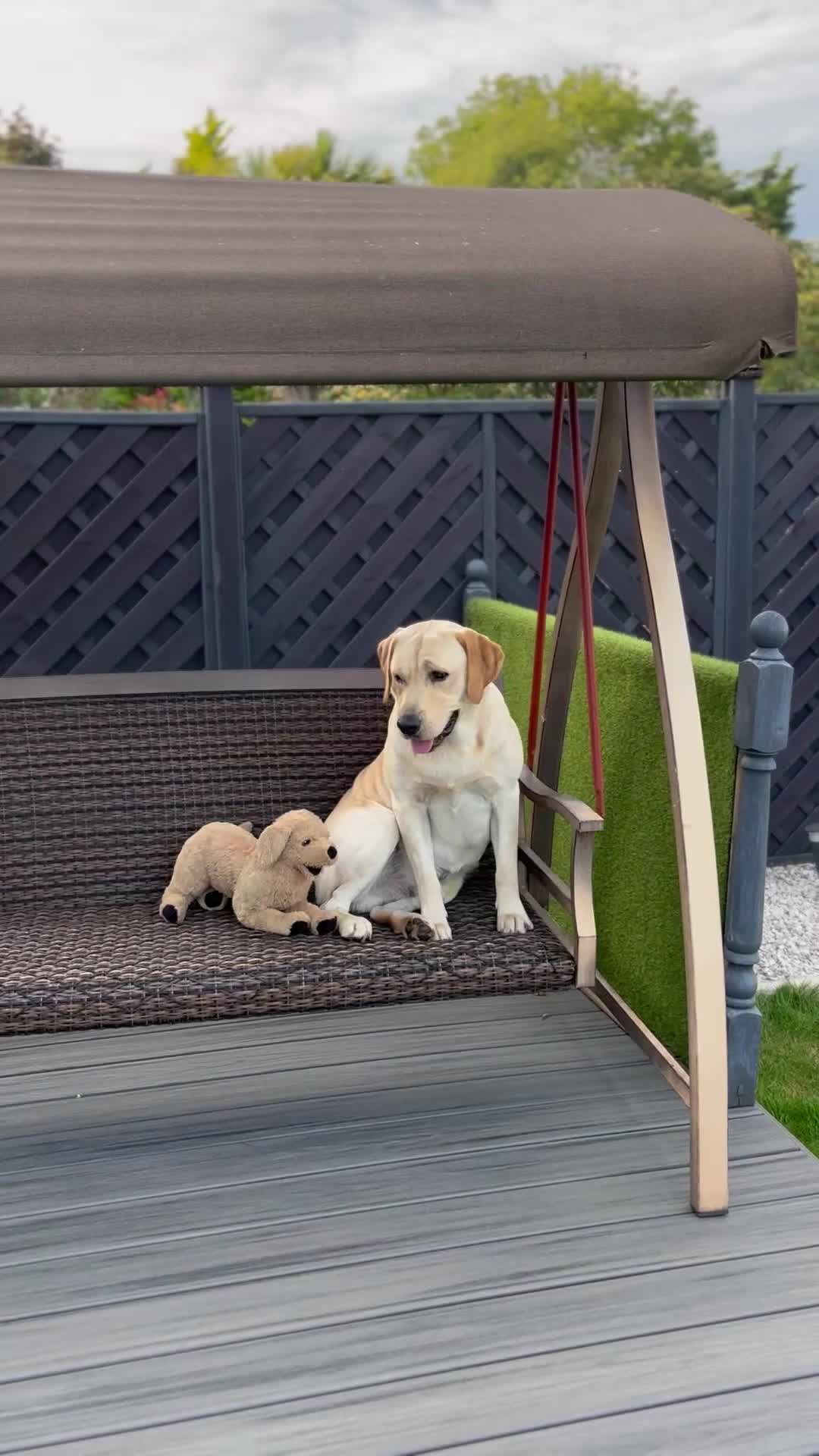 Labrador Retriever dogs for stud: Golden Labrador Retriever (4 years old)  in Ruislip - Video 1