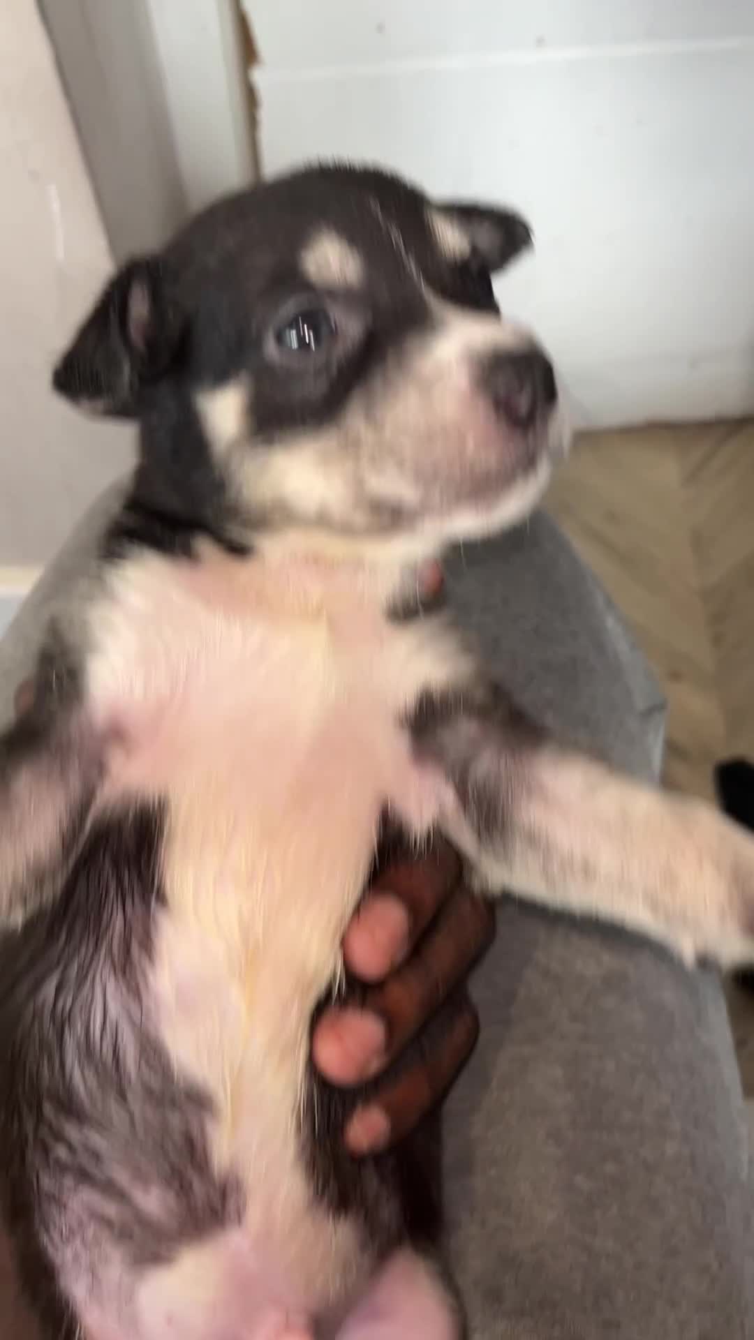 Mixed Breed dogs for sale: Blue nose staff x Siberian husky pups GOING FAST - Video 2