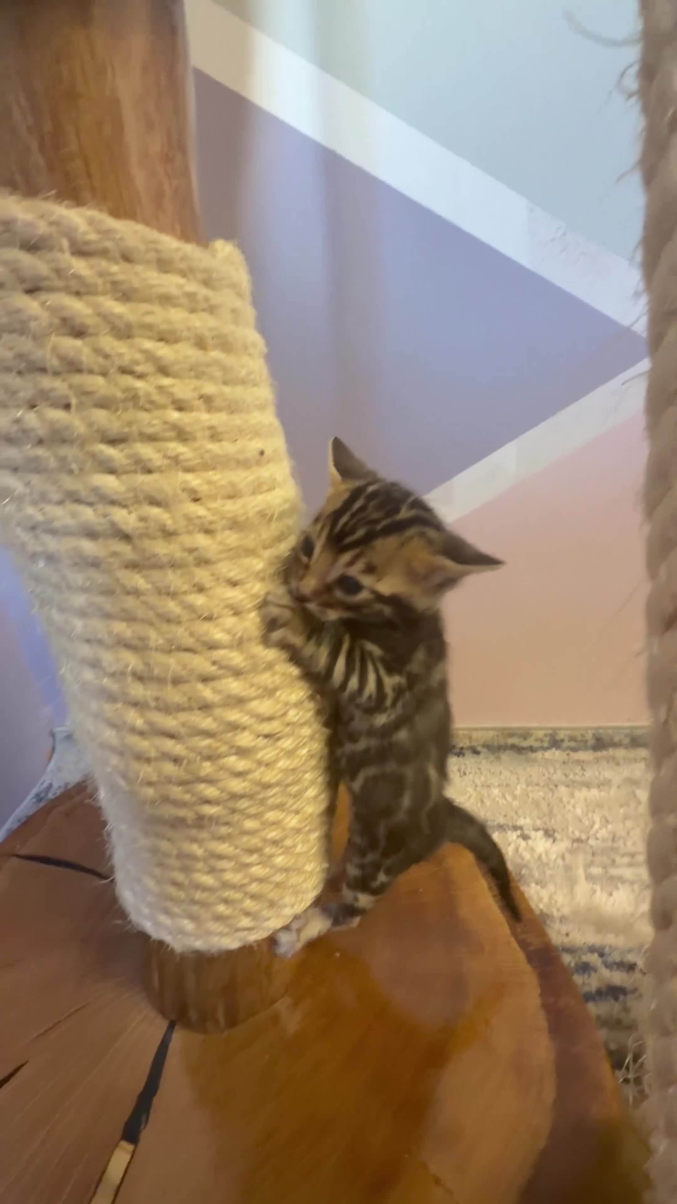 Bengal cats for sale: 3 Bengals Boys - Coco Chanel 1st Litter  - Video 2