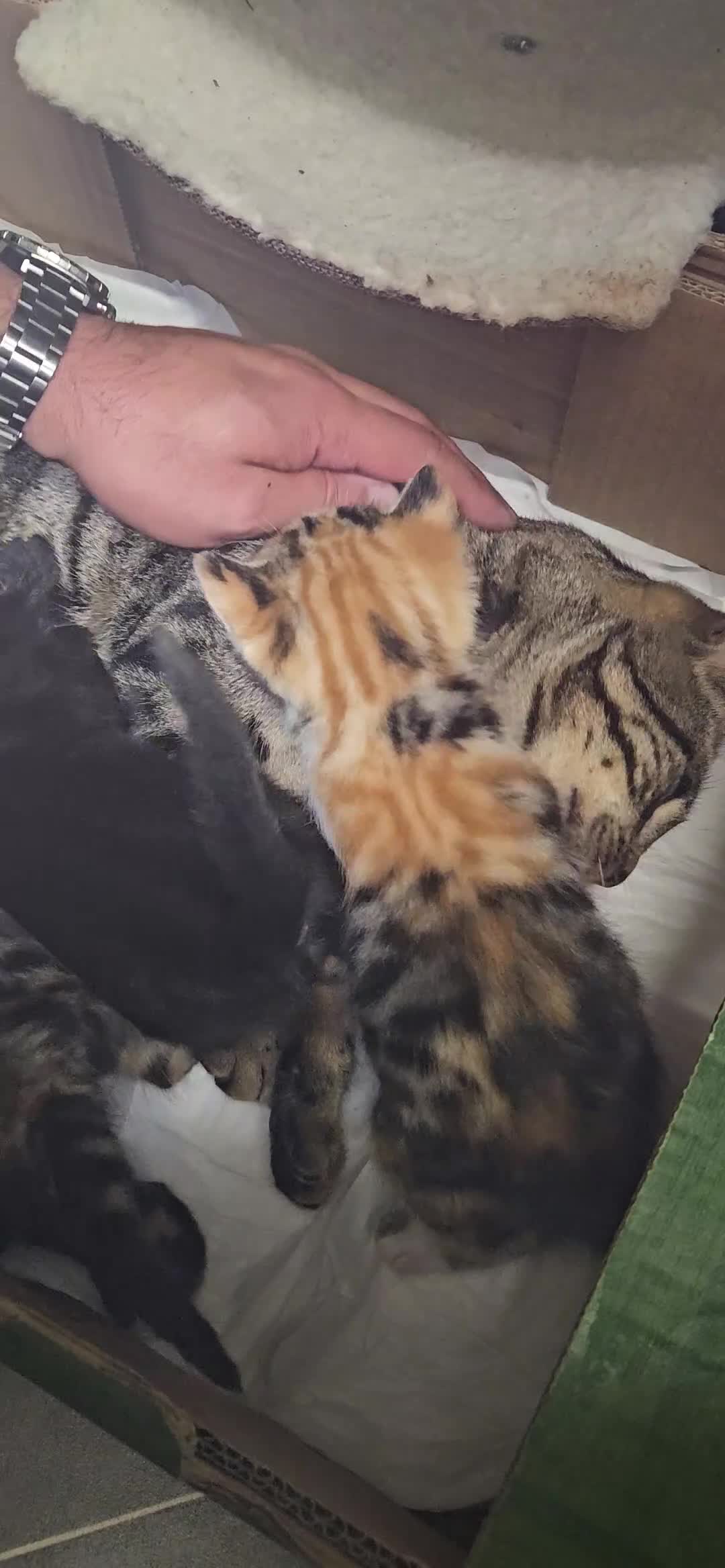 Bengal cats for sale: Kittys:Bengal+British parents  - Video 1