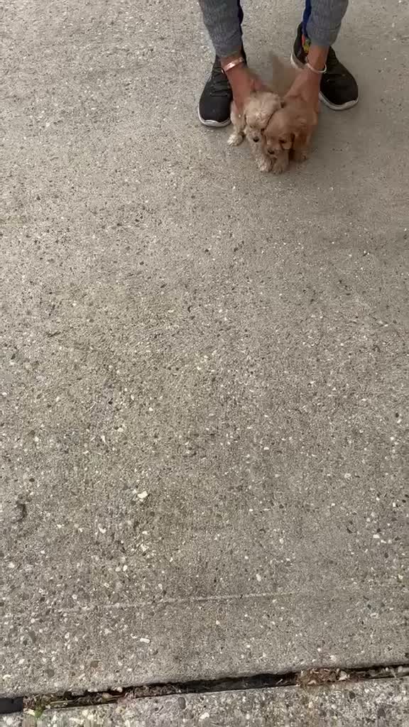 Cavapoo dogs for sale: Gorgeous F1 Cavapoo Puppies  - Video 1