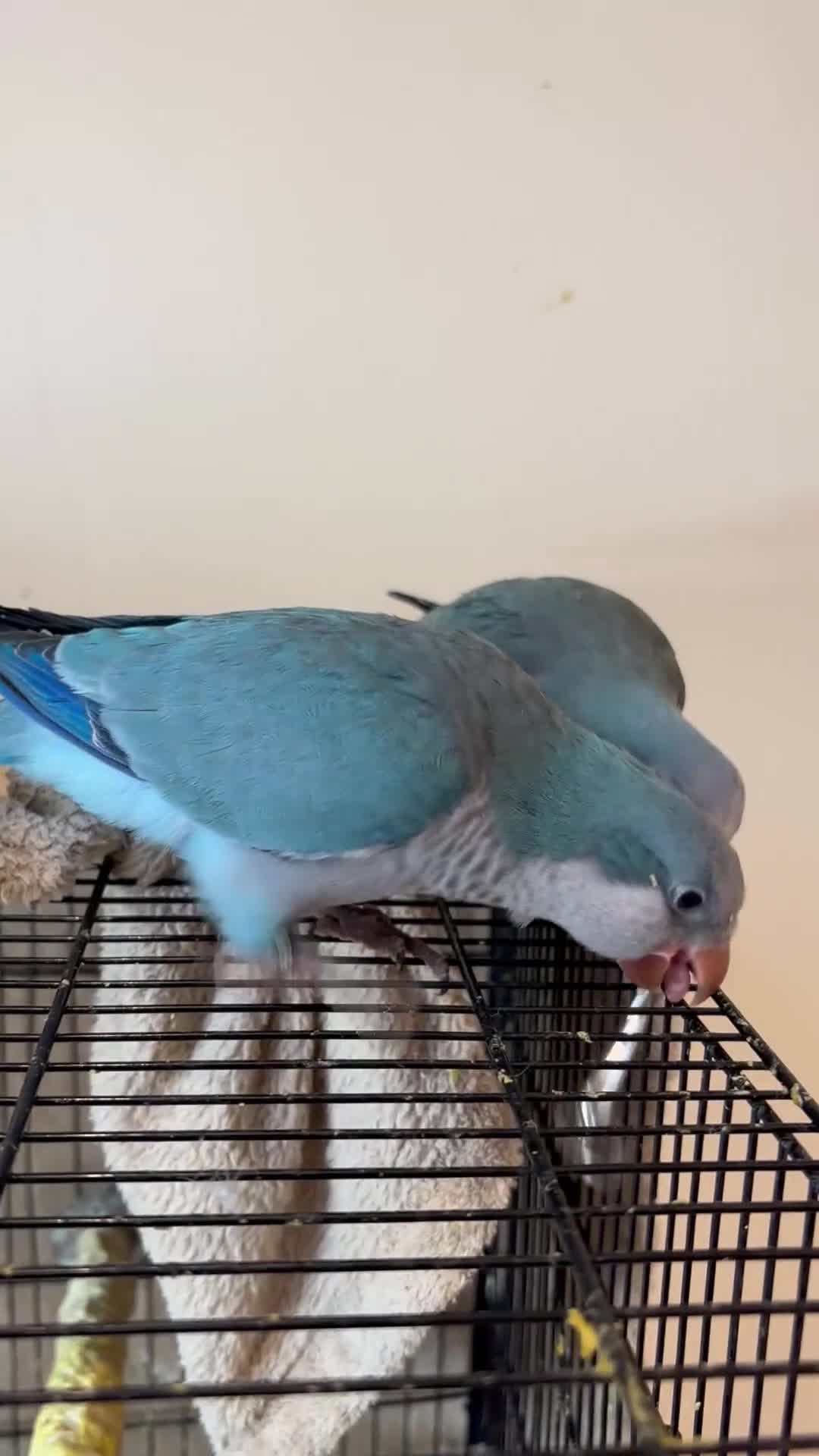 Parrots birds for sale: Hand reared baby quaker - Video 3