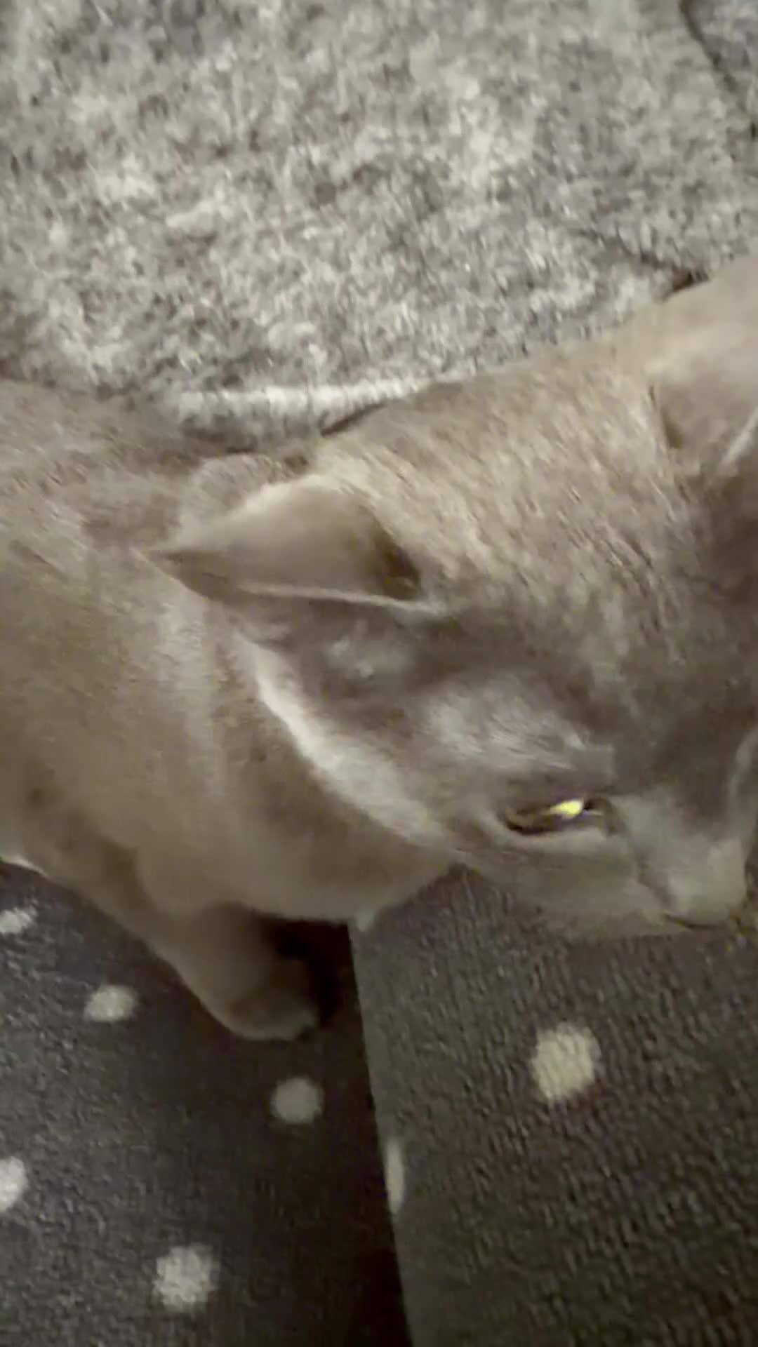 Russian Blue cats for sale: Friendliest Russian blue female, great with kids - Video 2