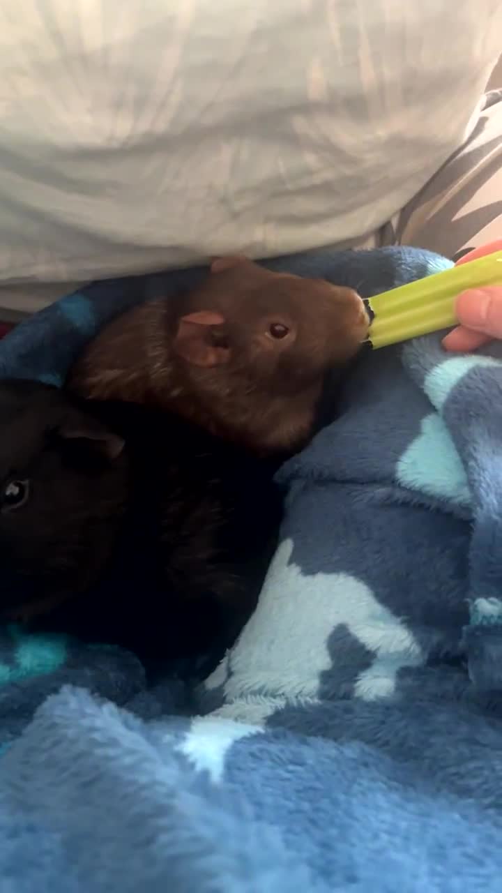 Guinea Pig rodents for sale: 2 male guinea pigs for sale - Video 1