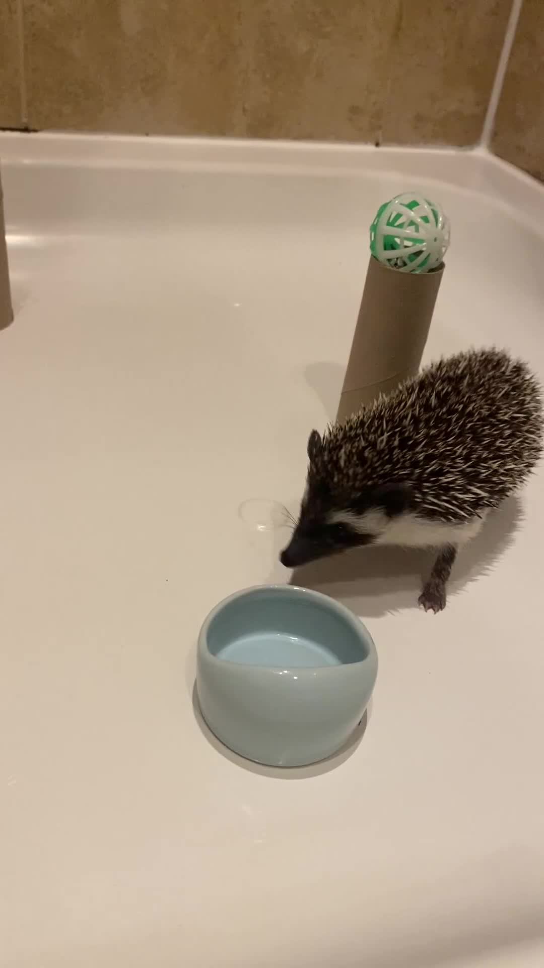 Pygmy Hedgehog rodents for sale: Twiglets looking for a new home  - Video 1