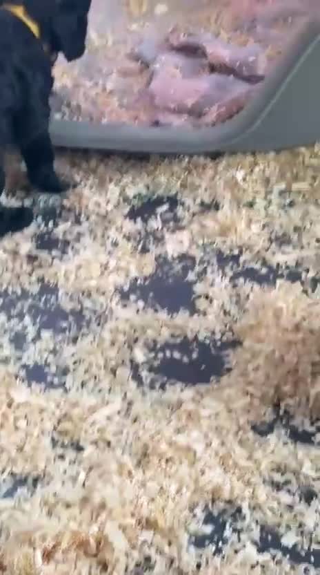 Cockapoo dogs for sale: 5 cockapoo puppy ready 13nov  - Video 5
