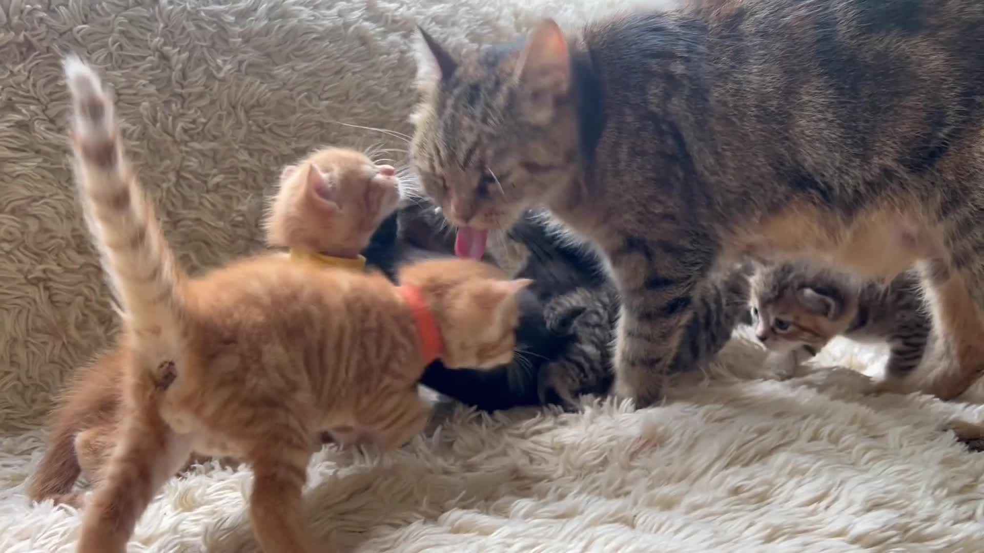 Maine Coon cats for sale: Maine Coon Cross Kittens Seeking Forever Homes - Video 1