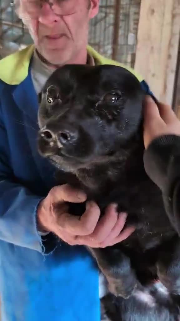 Mixed Breed dogs for adoption: Penelope for adoption in Leigh-on-Sea - Video 1