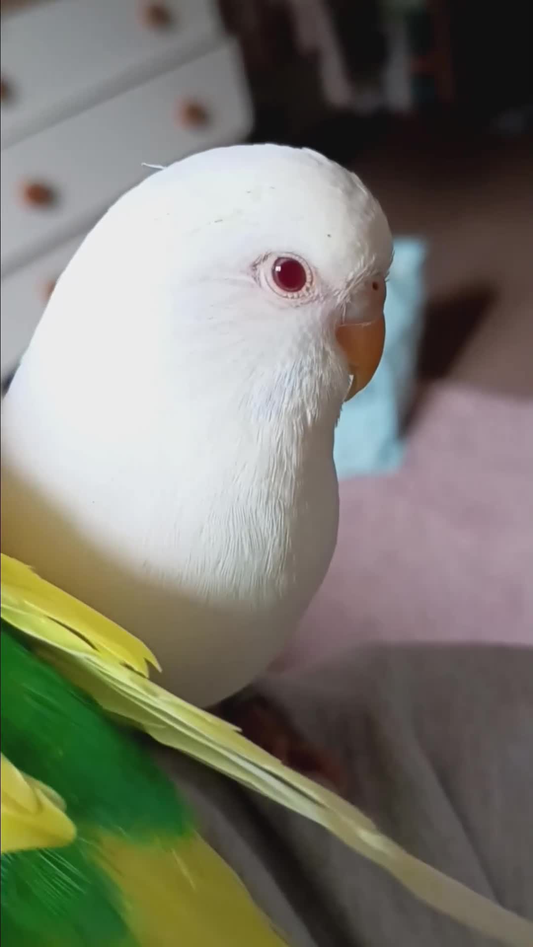 Budgerigars birds for sale: Female albino budgie  - Video 1