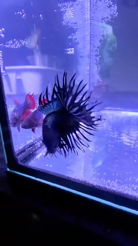 Bettas fish for sale: Bettas / tropical fish  in Altrincham - Video 1