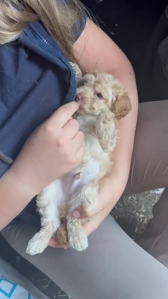 Toy Poodle dogs for sale: Beautiful toy poodle pup. Parents DNA tested in Romford - Video 2