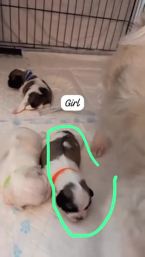 Zuchon dogs for sale: Female  - Video 2