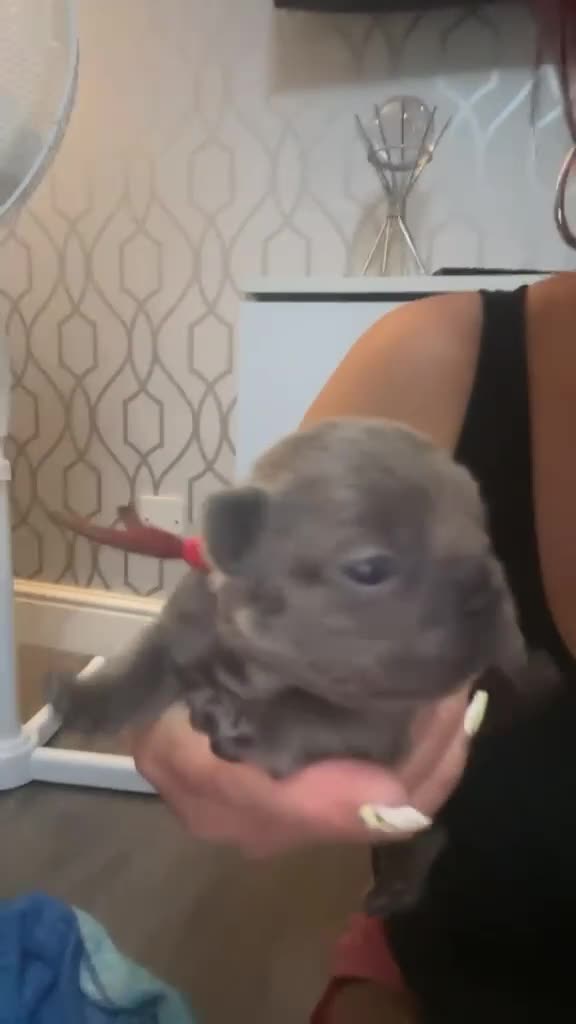 French Bulldog dogs for sale: aa blues lilacs  Frenchie pups  - Video 4