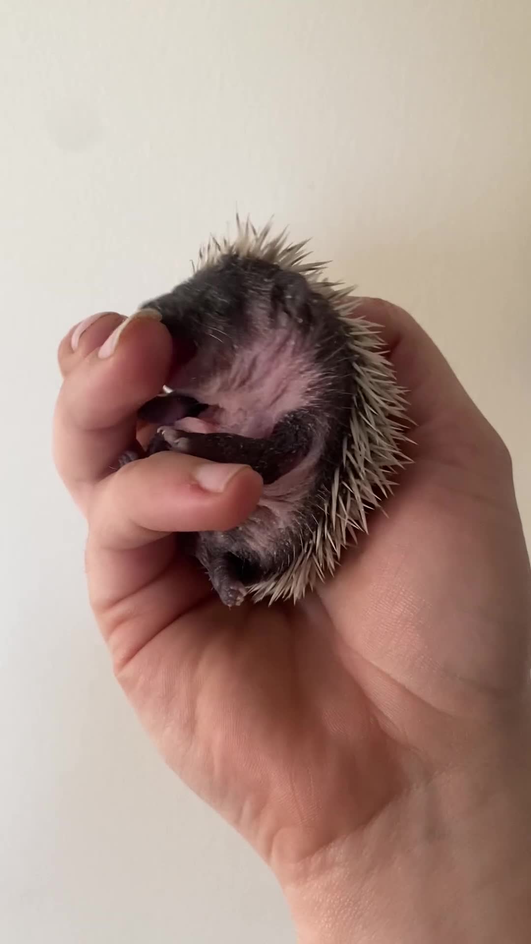 Pygmy Hedgehog rodents for sale: Stunning female hoglets for sale!  - Video 1