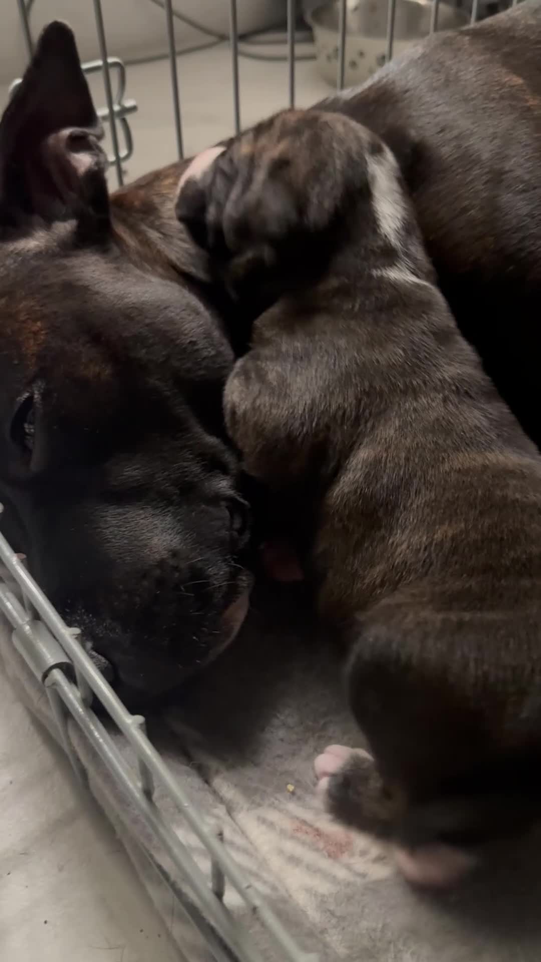 Staffordshire Bull Terrier dogs for sale: Staffordshire bull terrier 3 males  - Video 5