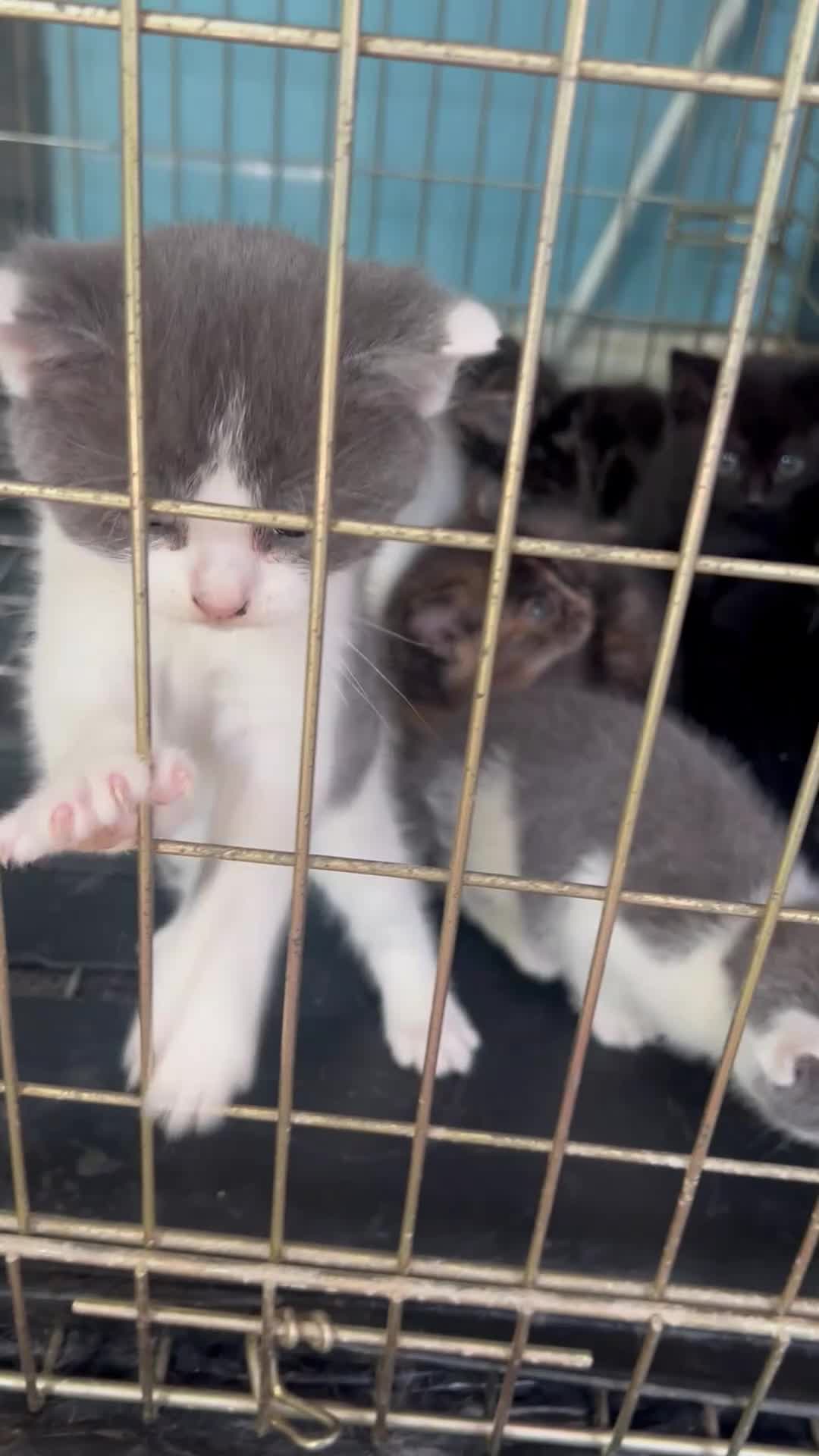 Mixed Breed cats for sale: Beautiful Kittens  in Manchester - Video 1