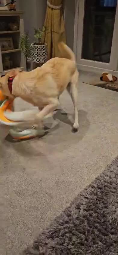 Mixed Breed dogs for adoption: Bingo for adoption in Hailsham - Video 1