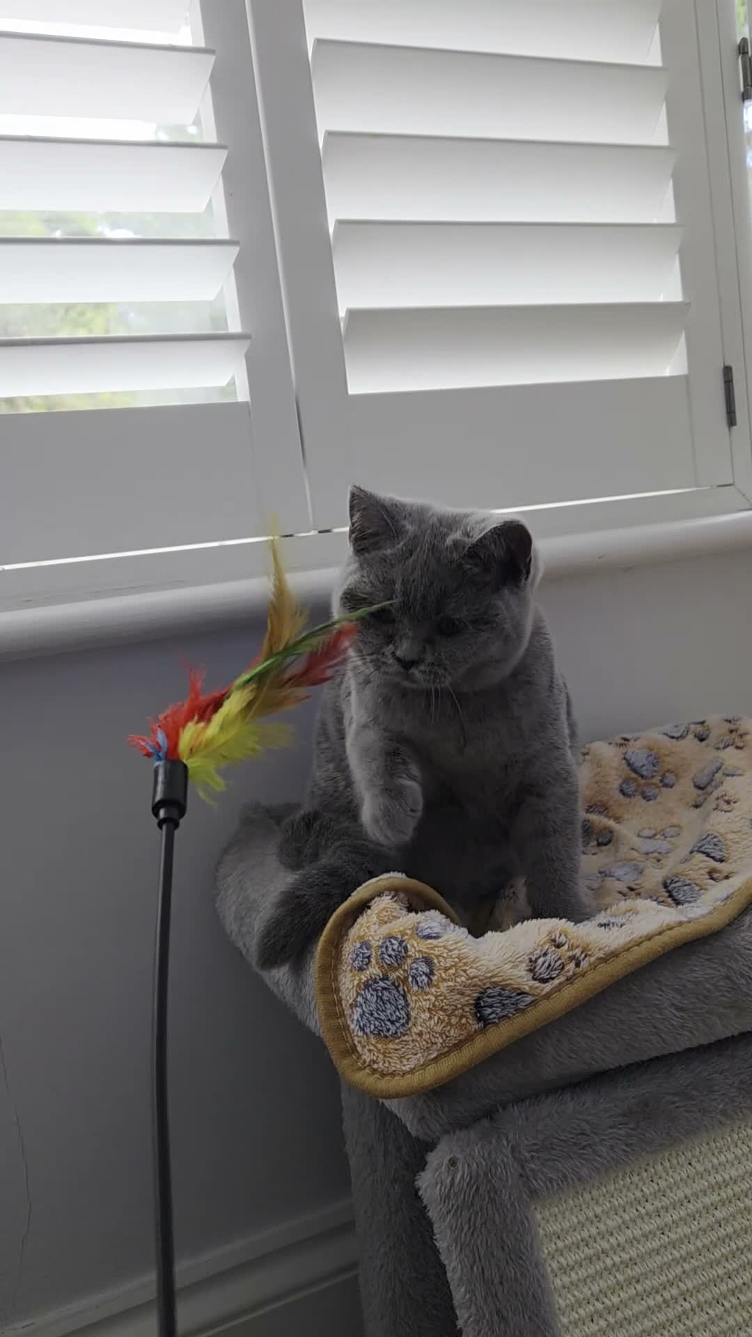 British Shorthair cats for sale: Blue British Shorthair ✨ chunky teddy bear kittens - Video 2