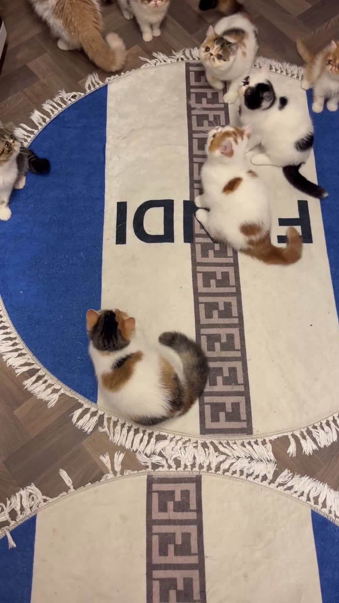 Exotic cats for sale: Exotic kittens  - Video 3