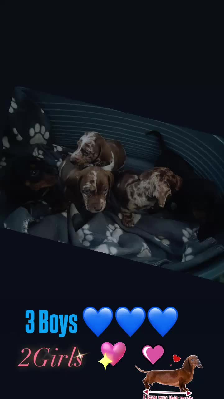 Dachshund dogs for sale: Beautiful dachshund puppy’s ⭐️⭐️⭐️⭐️⭐️ - Video 1