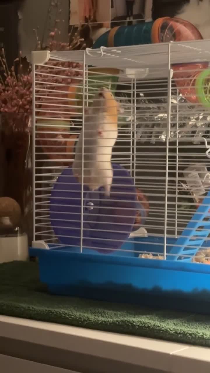 Hamster rodents for sale: Syrian hamster  - Video 1