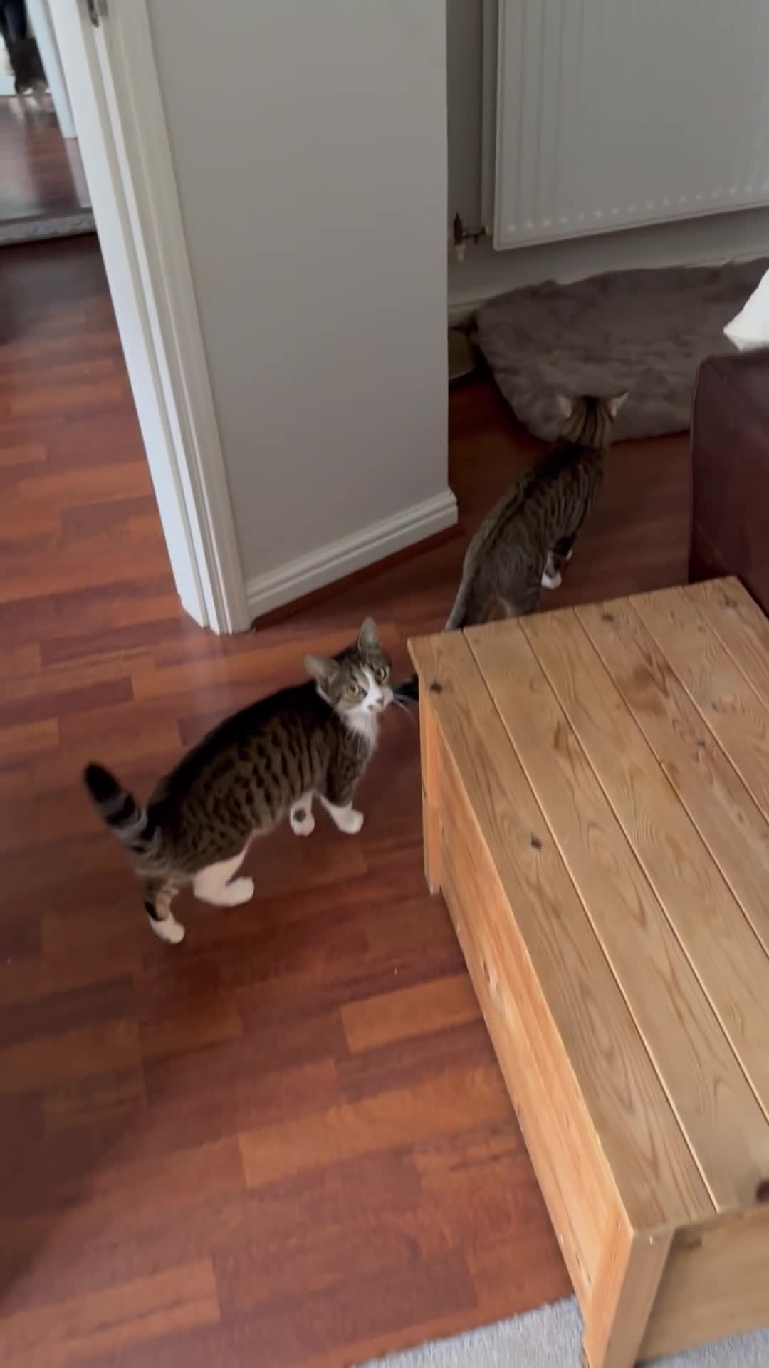 Domestic Shorthair cats for sale: Free girl cat (spayed) - Video 1