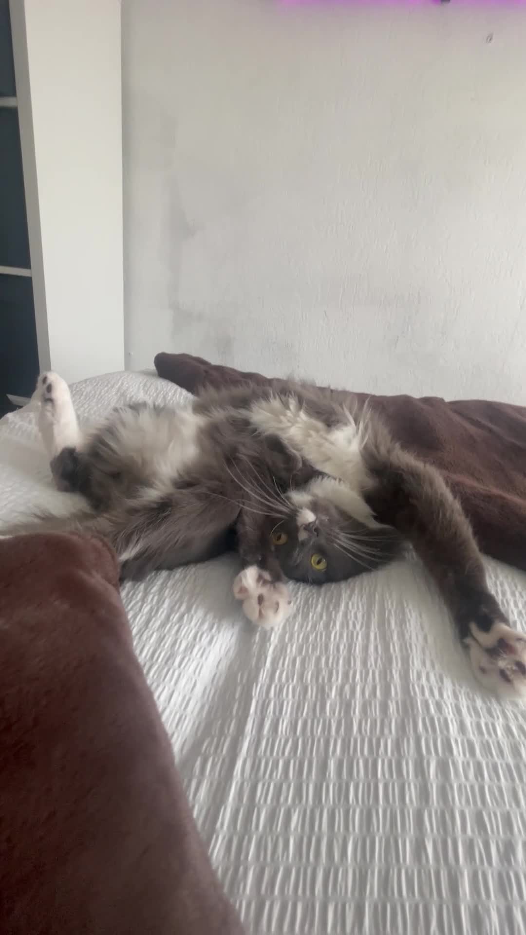 Mixed Breed cats for sale: Milo  in Nottingham - Video 1