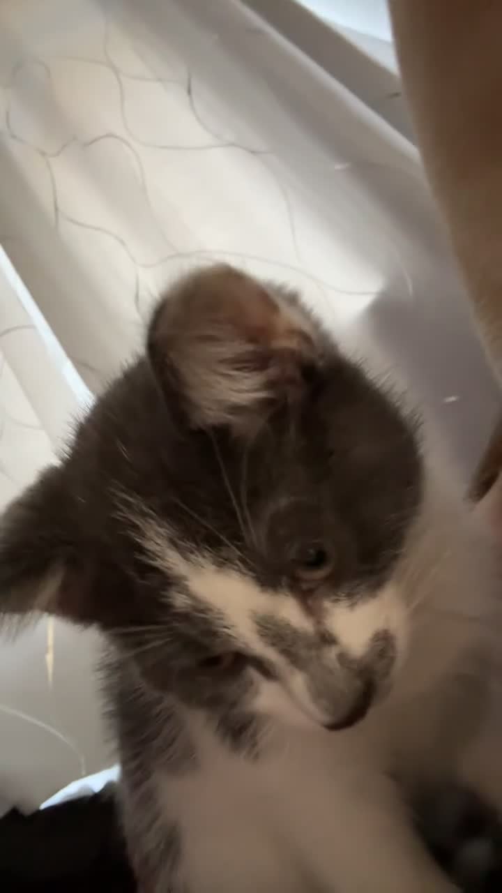 Mixed Breed cats for sale: 2 kittens for sale  - Video 1