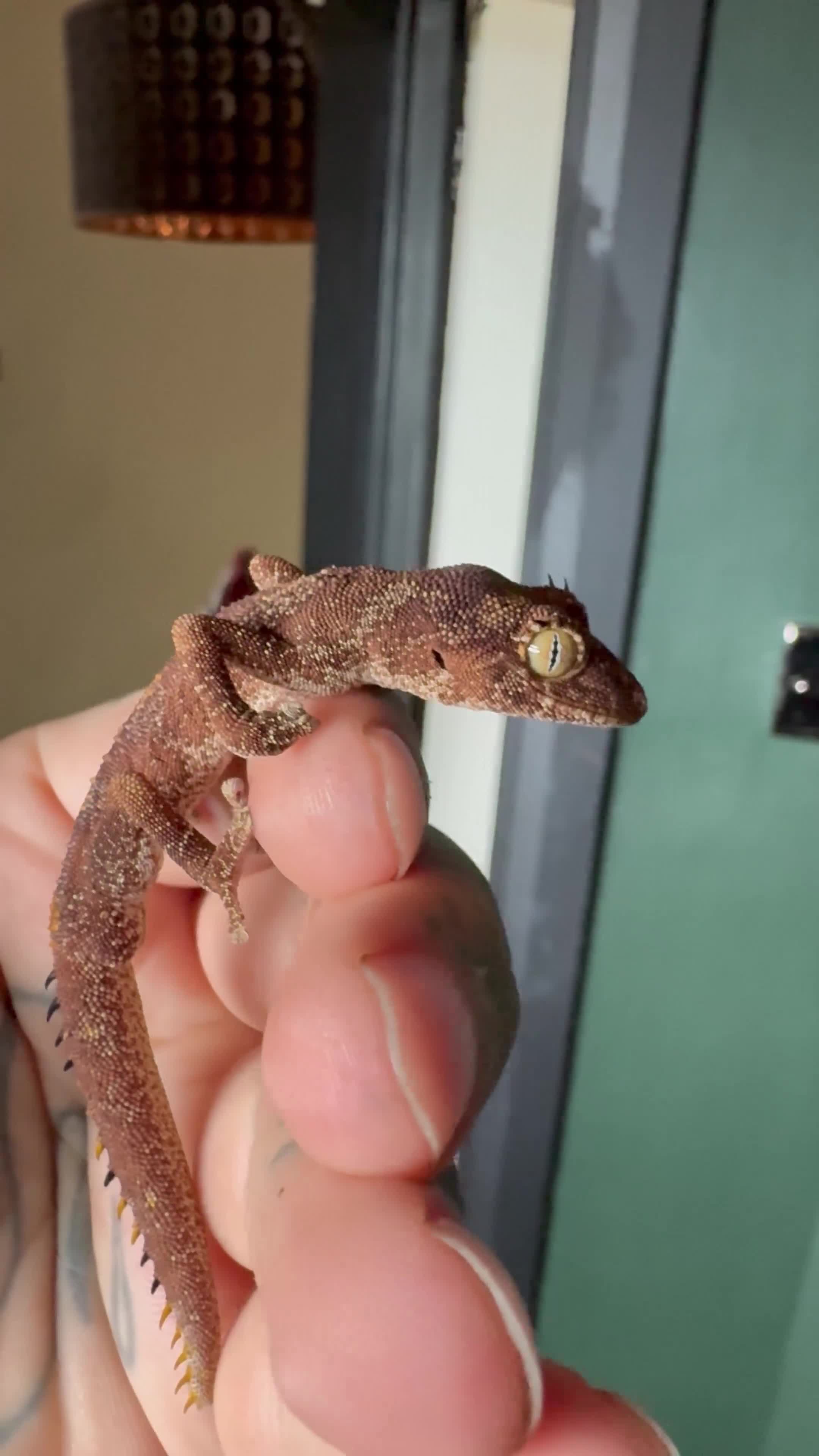 Gecko reptiles for sale: Northern spiny tailed geckos - Video 1