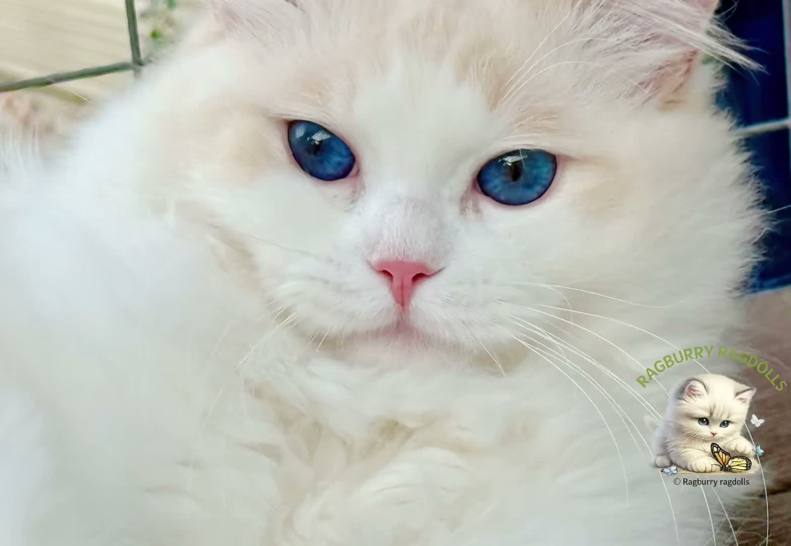 Ragdoll cats for sale: Elegant & stunning kittens  - Video 5