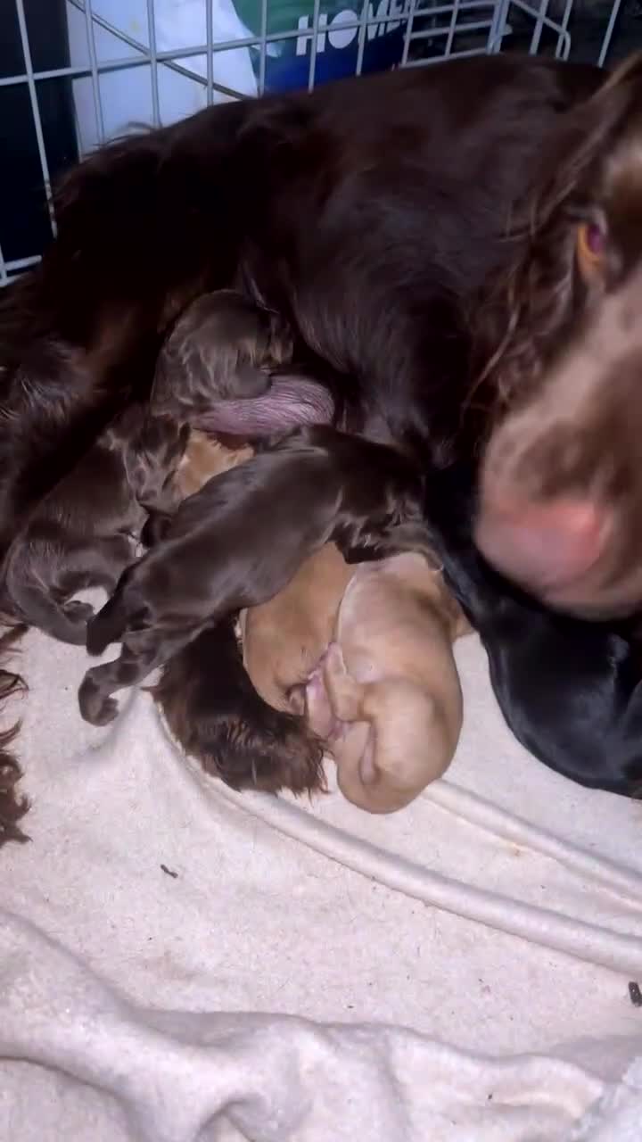 Cocker Spaniel dogs for sale: My 3 beautiful puppies  - Video 1