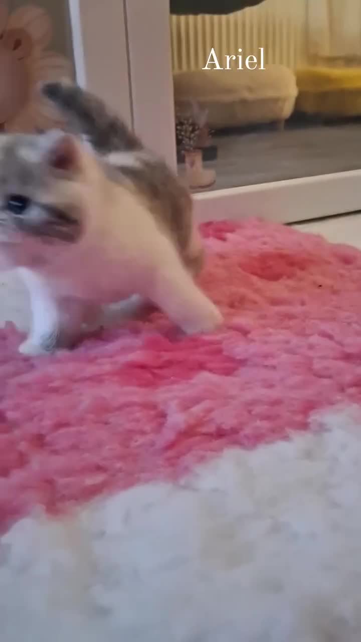 Persian cats for sale: Gccf Persian Exotic Little Girl  - Video 1