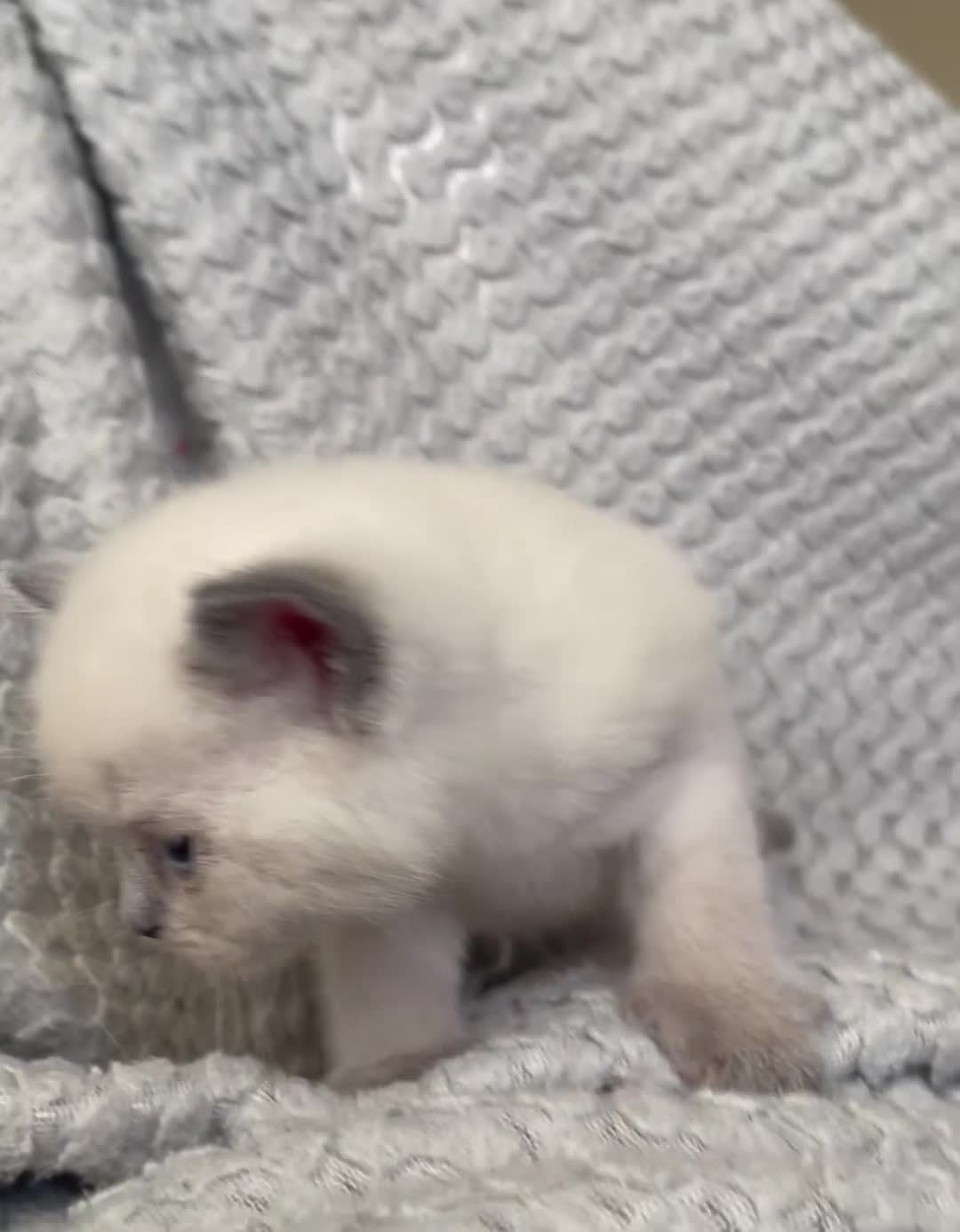 British Shorthair cats for sale: GCCF BSH Blue Colourpoint Kittens Rare - Video 3