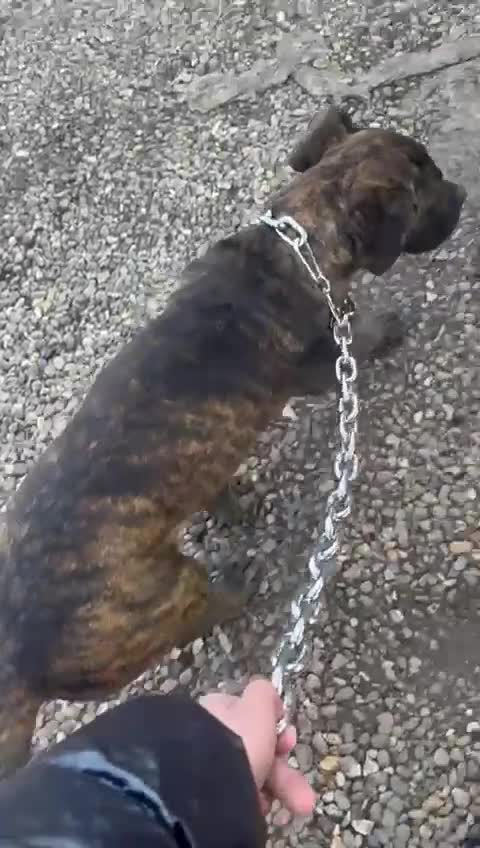 Cane Corso dogs for sale: An absolute stunning guard dog pup in Luton - Video 1