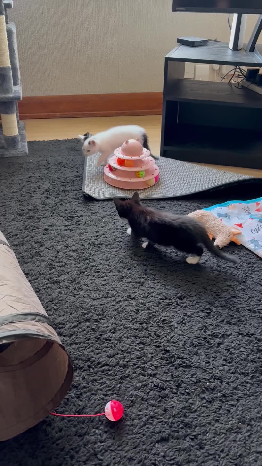 Mixed Breed cats for sale: Adorable Sisters - Binksy and Bobo - Video 1