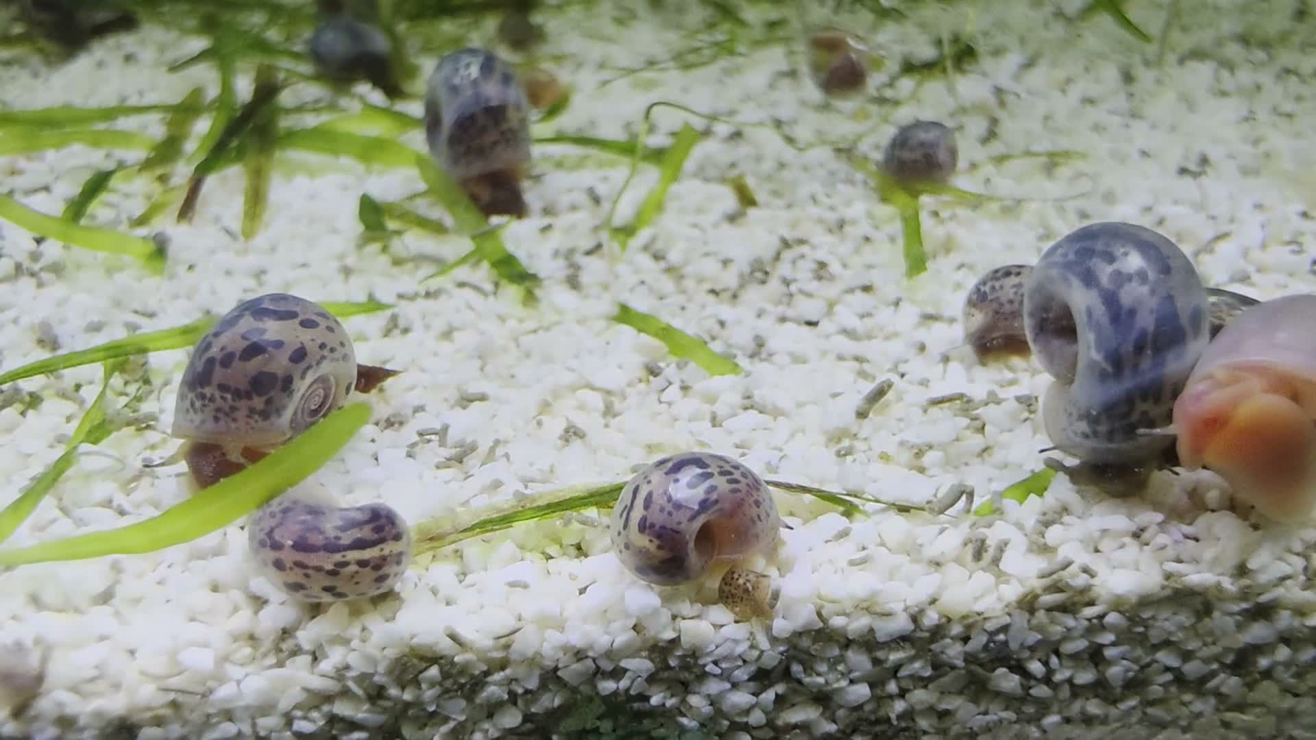 Snails invertebrates for sale: Ramshorn Snails (Planorbidae sp.) in Aberdare - Video 1