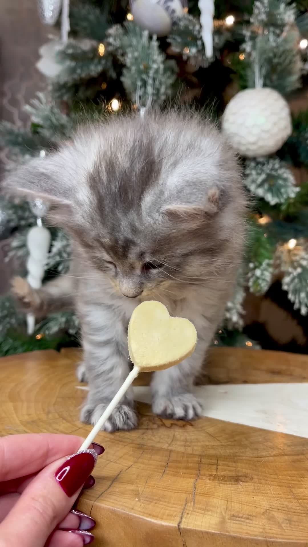 Maine Coon cats for sale: 💛LAST Sweet MaineCoons looking for forever home💛 - Video 2